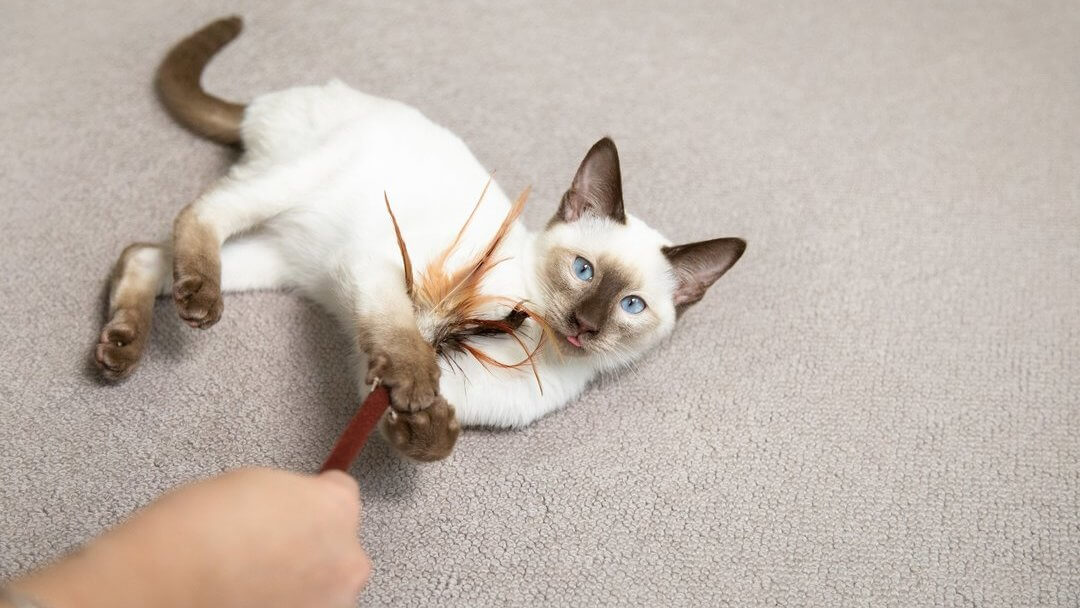 Cat with 2024 kittens toy